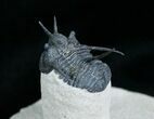 Devil Horned Cyphaspis Sp Trilobite Fossil #4125-2